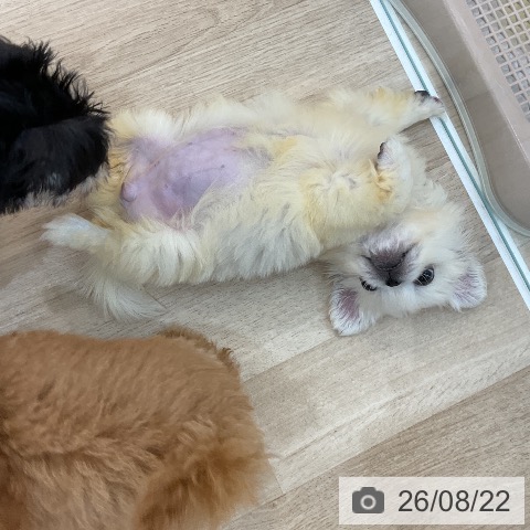 群馬県のペキニーズ (ペットプラス 前橋店/2026年5月2日生まれ/女の子/ホワイト)の子犬の3枚目の画像