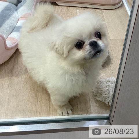 神奈川県のペキニーズ (ペットプラス 座間店/2026年5月2日生まれ/女の子/ホワイト)の子犬の4枚目の画像