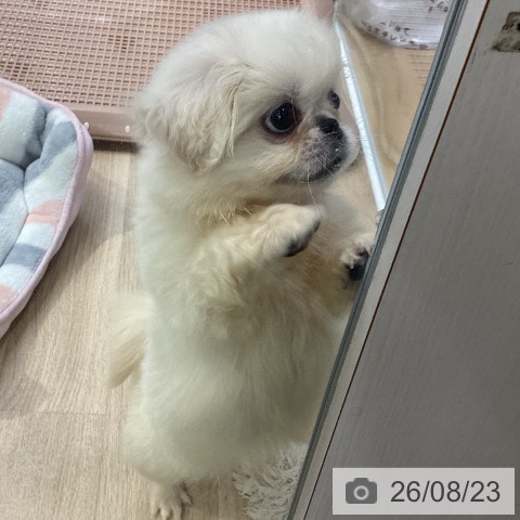 神奈川県のペキニーズ (ペットプラス 座間店/2026年5月2日生まれ/女の子/ホワイト)の子犬の3枚目の画像