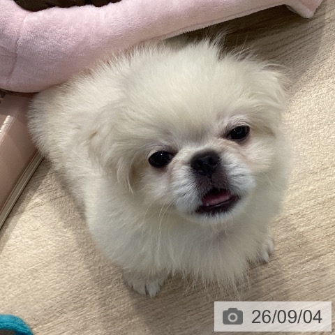 ペキニーズの写真