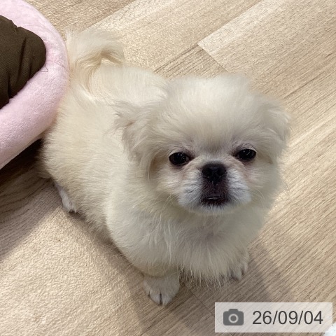 ペキニーズの写真