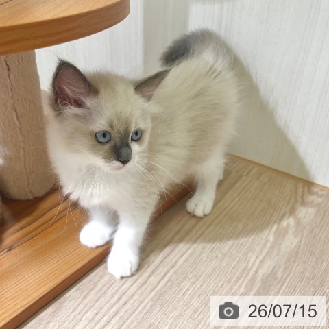 東京都のラグドール (ペットプラス 板橋店/2026年5月9日生まれ/女の子/ブルーポイントバイカラー)の子猫の3枚目の画像