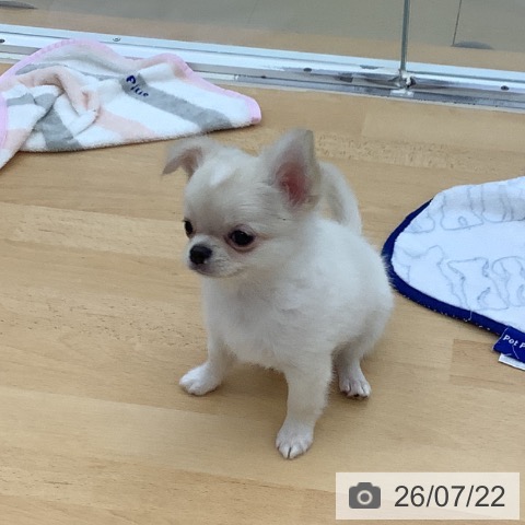 青森県のチワワ(ロング) (ペットプラス 青森浜田店/2026年5月10日生まれ/男の子/クリームホワイト)の子犬の4枚目の画像
