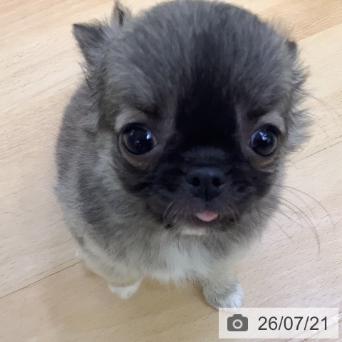 チワワの写真