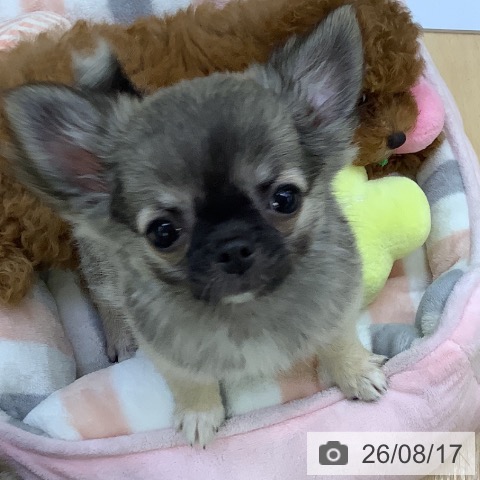 チワワの写真