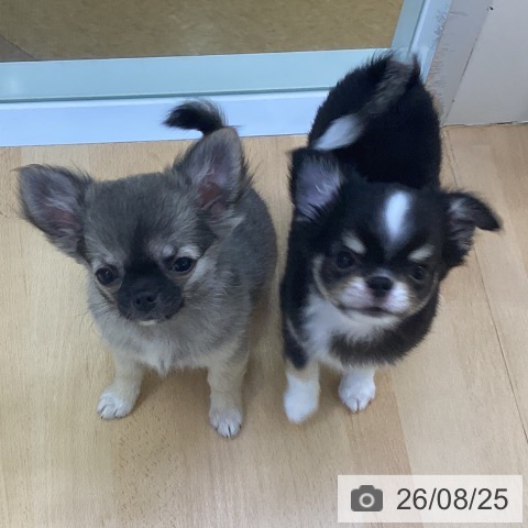 チワワの写真