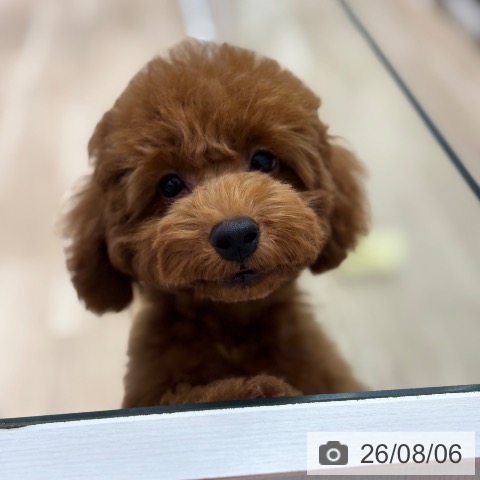 千葉県のトイプードル(トイ) (ペットプラス 木更津店/2026年5月9日生まれ/男の子/レッド)の子犬の4枚目の画像