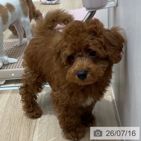 千葉県のトイプードル(トイ) (ペットプラス 木更津店/2026年5月9日生まれ/男の子/レッド)の子犬の3枚目の画像