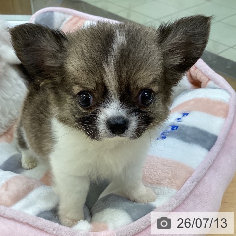 埼玉県のチワワ(ロング) (ペットプラス 羽生店/2026年5月5日生まれ/男の子/フォーンホワイト)の子犬の4枚目の画像
