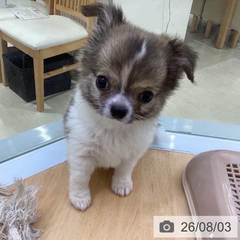 埼玉県のチワワ(ロング) (ペットプラス 羽生店/2026年5月5日生まれ/男の子/フォーンホワイト)の子犬の4枚目の画像