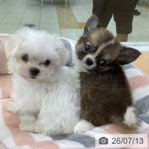 埼玉県のチワワ(ロング) (ペットプラス 羽生店/2026年5月5日生まれ/男の子/フォーンホワイト)の子犬の3枚目の画像