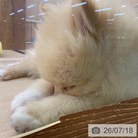 埼玉県のポメラニアン (ペッツワン 浦和美園店/2026年5月10日生まれ/女の子/クリーム)の子犬の4枚目の画像