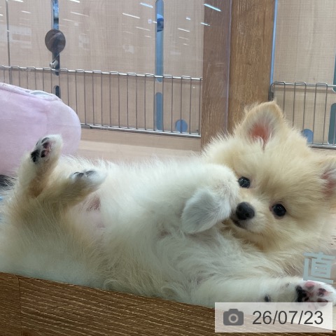 埼玉県のポメラニアン (ペッツワン 浦和美園店/2026年5月10日生まれ/女の子/クリーム)の子犬の3枚目の画像