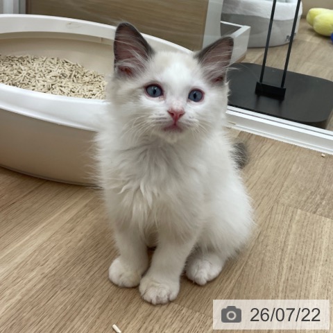 埼玉県のラグドール (ペットプラス ららぽーと富士見店/2026年5月10日生まれ/男の子/ブルーポイントバイカラー)の子猫の4枚目の画像