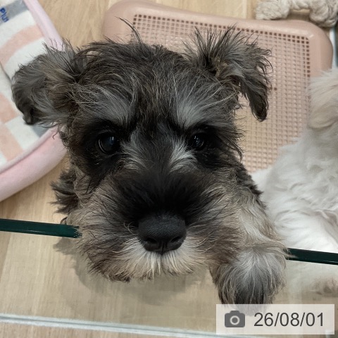 神奈川県のミニチュアシュナウザー (ペットプラス 天王町店/2026年5月9日生まれ/男の子/ソルトペッパー)の子犬の4枚目の画像