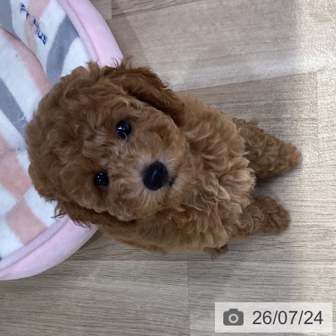 神奈川県のトイプードル(トイ) (ペットプラス 座間店/2026年5月13日生まれ/女の子/レッド)の子犬の4枚目の画像