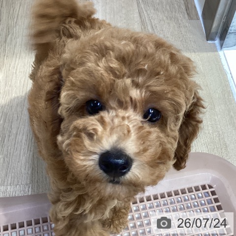 神奈川県のトイプードル(トイ) (ペットプラス 座間店/2026年5月13日生まれ/女の子/レッド)の子犬の3枚目の画像
