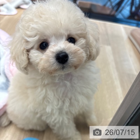 神奈川県のトイプードル(トイ) (ペットプラス 武蔵小杉店/2026年5月13日生まれ/男の子/ホワイト)の子犬の4枚目の画像