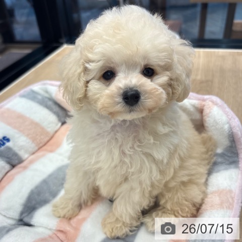 神奈川県のトイプードル(トイ) (ペットプラス 武蔵小杉店/2026年5月13日生まれ/男の子/ホワイト)の子犬の3枚目の画像