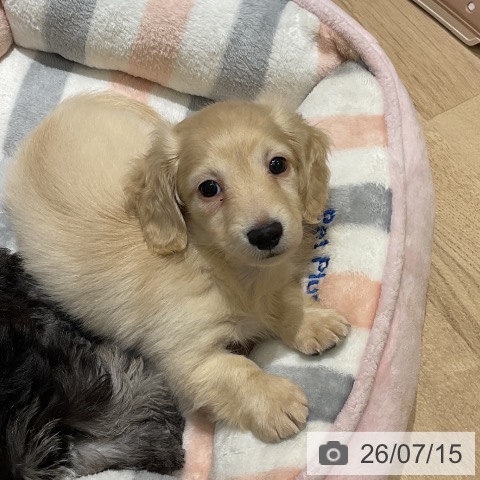 神奈川県のカニンヘンダックスフンド(ロング) (ペットプラス モザイクモール港北店/2026年5月12日生まれ/男の子/イエロー)の子犬の3枚目の画像