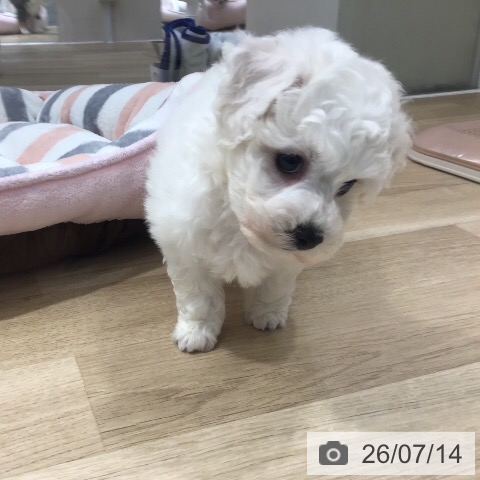 茨城県のビションフリーゼ (ペットプラス つくば店/2026年5月13日生まれ/男の子/ホワイト)の子犬の4枚目の画像