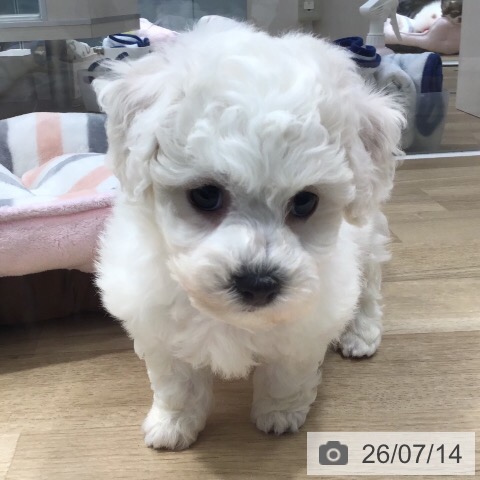 茨城県のビションフリーゼ (ペットプラス つくば店/2026年5月13日生まれ/男の子/ホワイト)の子犬の3枚目の画像