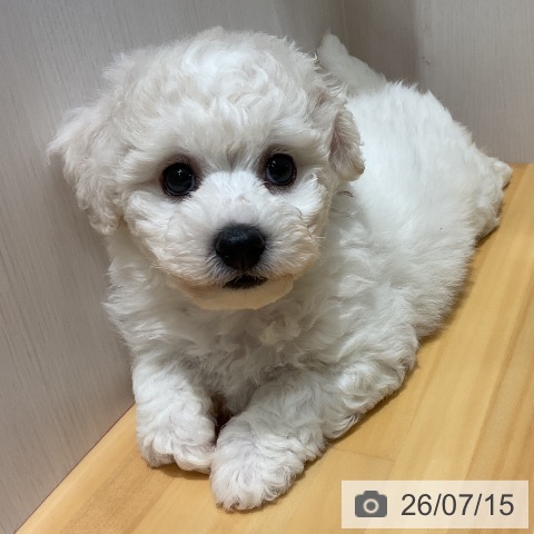 ビション・フリーゼの写真