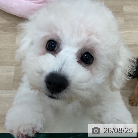 群馬県のビションフリーゼ (ペットプラス 前橋店/2026年5月13日生まれ/女の子/ホワイト)の子犬の4枚目の画像