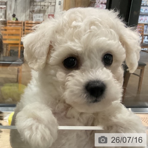 埼玉県のビションフリーゼ (ペットプラス コクーンシティ店/2026年5月13日生まれ/女の子/ホワイト)の子犬の3枚目の画像