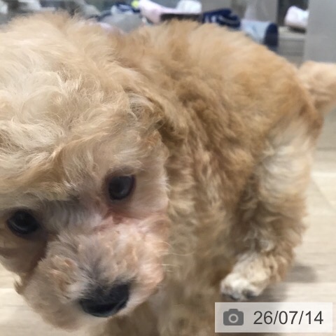 茨城県のトイプードル(トイ) (ペットプラス つくば店/2026年5月13日生まれ/男の子/アプリコット)の子犬の3枚目の画像