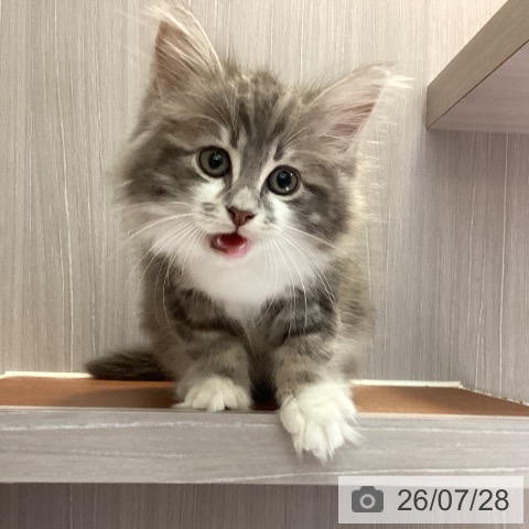 サイベリアンの写真
