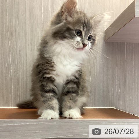 サイベリアンの写真