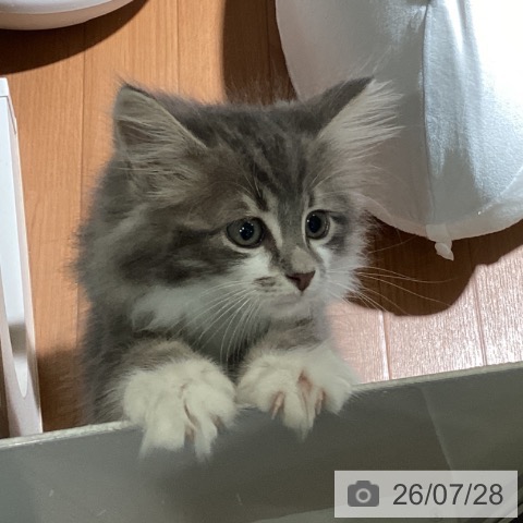 サイベリアンの写真