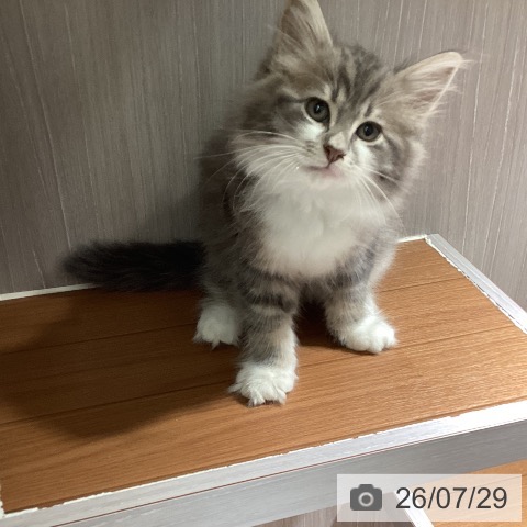 サイベリアンの写真
