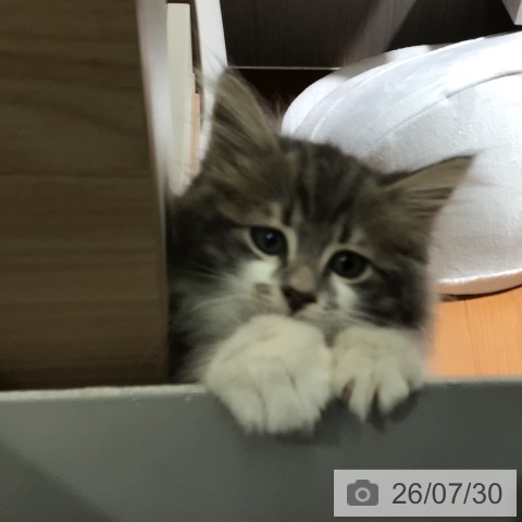 サイベリアンの写真