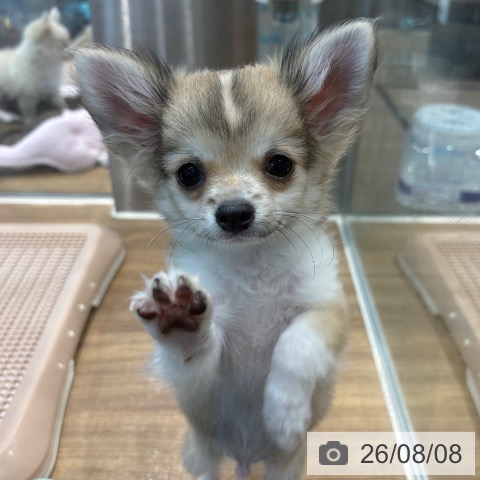 埼玉県のチワワ(ロング) (ペッツワン 新座店/2026年5月12日生まれ/男の子/フォーンホワイト)の子犬の4枚目の画像