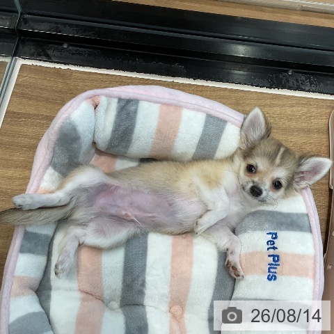 埼玉県のチワワ(ロング) (ペッツワン 新座店/2026年5月12日生まれ/男の子/フォーンホワイト)の子犬の4枚目の画像