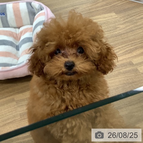 茨城県のトイプードル(トイ) (ペッツワン 阿見店/2026年5月4日生まれ/男の子/レッド)の子犬の4枚目の画像