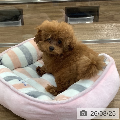 茨城県のトイプードル(トイ) (ペッツワン 阿見店/2026年5月4日生まれ/男の子/レッド)の子犬の3枚目の画像