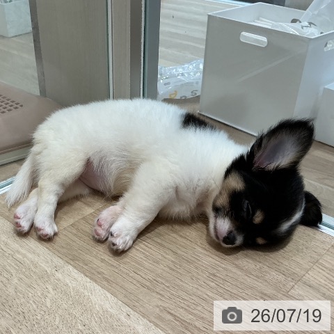 宮城県のチワワ(ロング) (ペットプラス 仙台泉大沢店/2026年5月9日生まれ/女の子/ホワイトブラックタン)の子犬の4枚目の画像