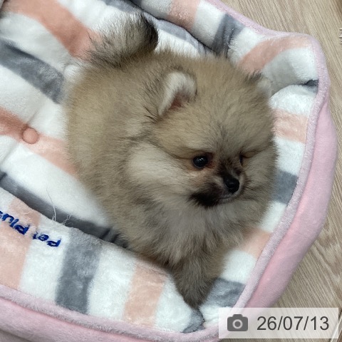 ポメラニアンの写真