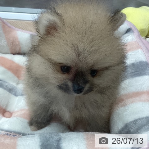 ポメラニアンの写真