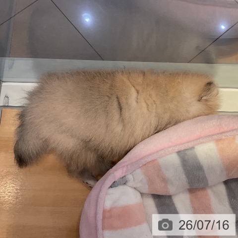 山形県のポメラニアン (ペットプラス 天童店/2026年5月11日生まれ/女の子/オレンジ)の子犬の3枚目の画像