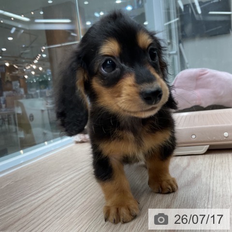 埼玉県のカニンヘンダックスフンド(ロング) (ペットプラス 上尾店/2026年5月11日生まれ/男の子/ブラックタン)の子犬の4枚目の画像