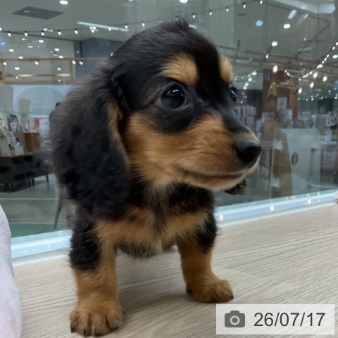 埼玉県のカニンヘンダックスフンド(ロング) (ペットプラス 上尾店/2026年5月11日生まれ/男の子/ブラックタン)の子犬の3枚目の画像