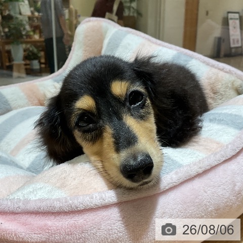 神奈川県のカニンヘンダックスフンド(ロング) (ペットプラス 座間店/2026年5月11日生まれ/男の子/ブラックタン)の子犬の3枚目の画像