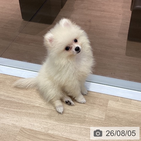 群馬県のポメラニアン (ペットプラス イオンモール太田店/2026年5月12日生まれ/男の子/クリーム)の子犬の3枚目の画像