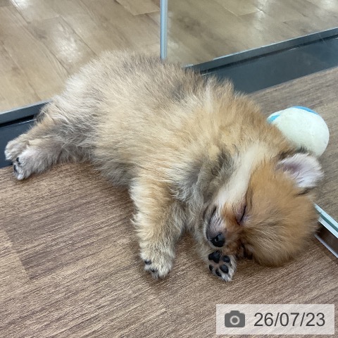 埼玉県のポメラニアン (ペッツワン 吉川美南店/2026年5月12日生まれ/女の子/オレンジ)の子犬の3枚目の画像