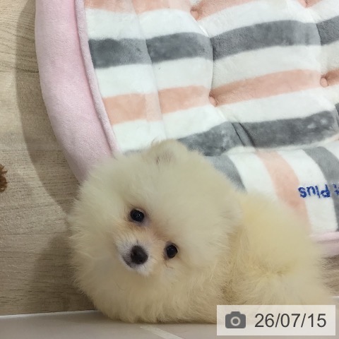 ポメラニアンの写真