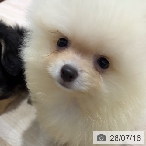 長野県のポメラニアン (ペットプラス 長野店/2026年5月12日生まれ/女の子/クリーム)の子犬の3枚目の画像